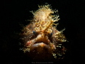   Hairy frogfish Lembeh Strait  